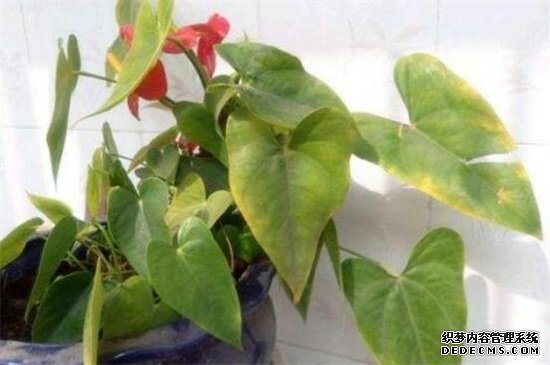 红掌叶子发黄焦边干枯是怎么回事