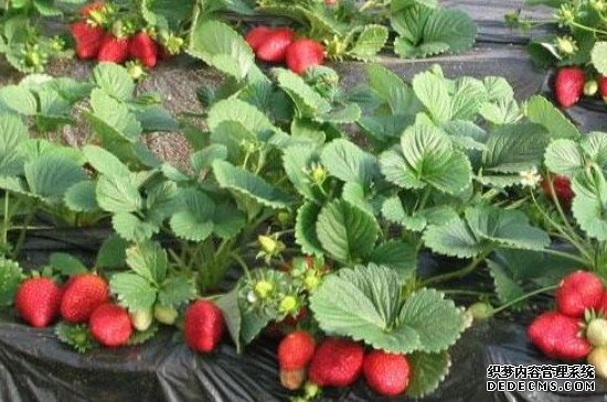 草莓苗的种植方法及管理