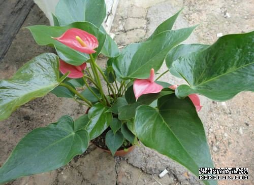红掌的养殖方法和注意事项
