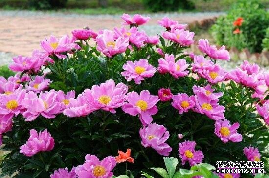 芍药花家庭养殖方法，摆放光线良好处养护