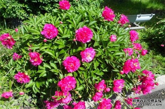 芍药花家庭养殖方法，摆放光线良好处养护