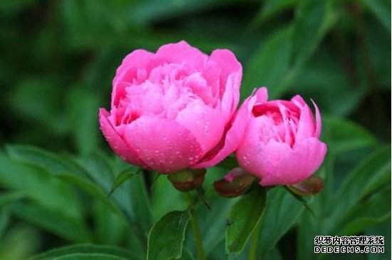 中江芍药花什么时候开