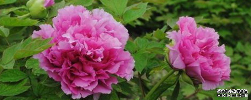 中江芍药花什么时候开