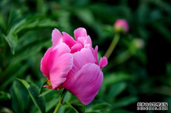芍药虫害及防治方法，金龟子需消毒换土修剪病枝