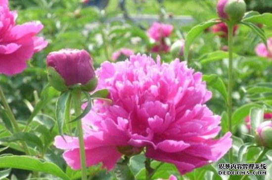 芍药虫害及防治方法，金龟子需消毒换土修剪病枝