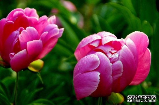 芍药虫害及防治方法，金龟子需消毒换土修剪病枝