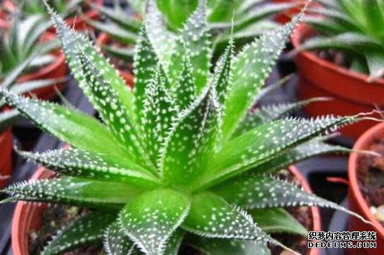 波露的养殖方法及注意事项