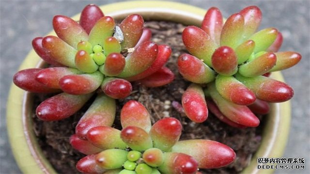 虹之玉的养殖方法