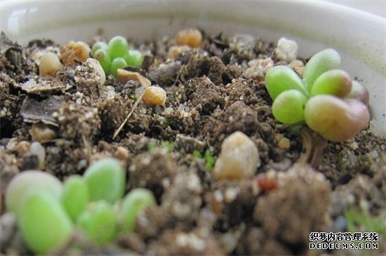 虹之玉的养殖方法
