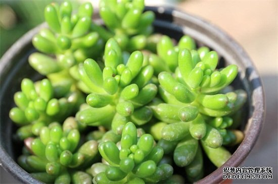 虹之玉的养殖方法