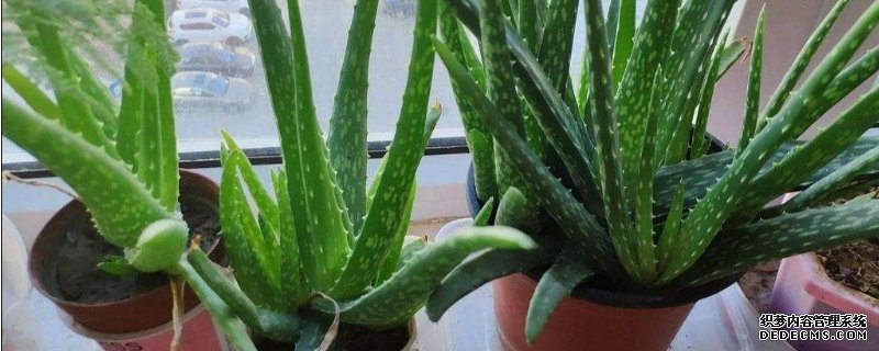 芦荟的养殖方法 盆栽