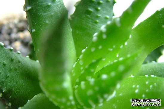 芦荟怕太阳晒吗?