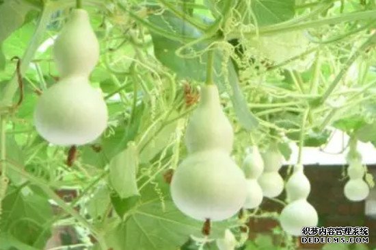 葫芦籽怎么育苗