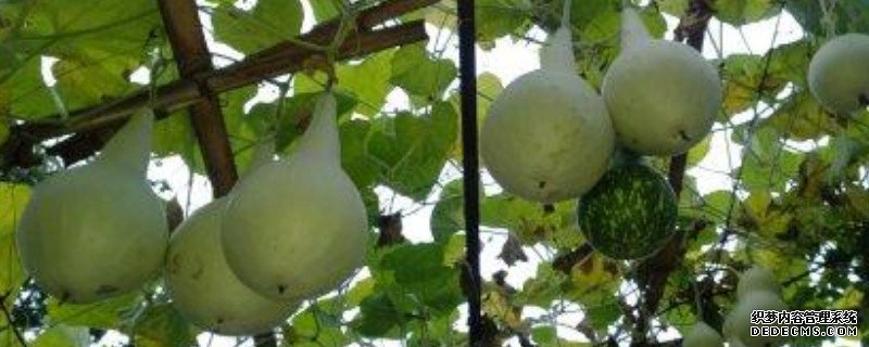 葫芦籽怎么育苗