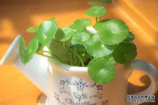 铜钱草有什么功效
