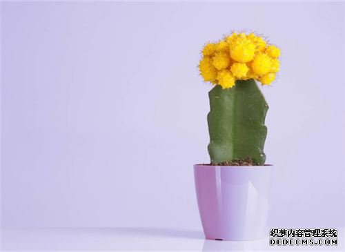 仙人掌的作用