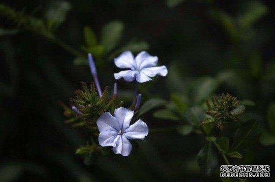 蓝花丹叶子为什么发黄