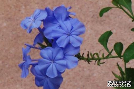 蓝花丹叶子为什么发黄