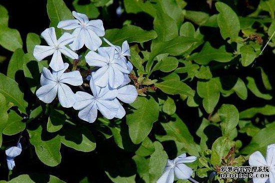 蓝花丹叶子为什么发黄