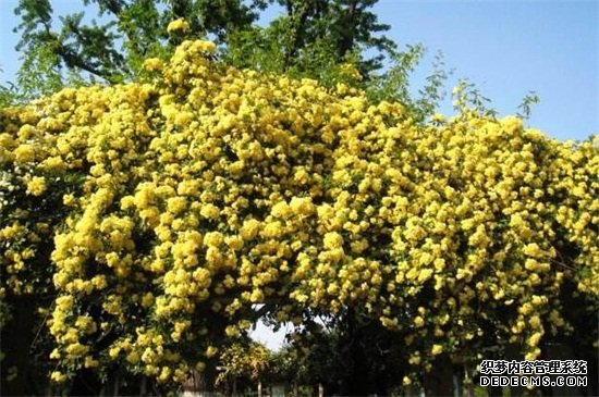 木香花怎么扦插