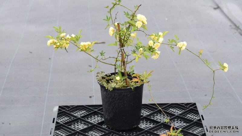 木香花怎么扦插