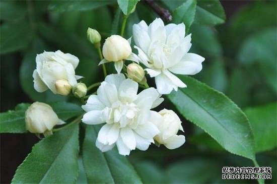木香花怎么扦插