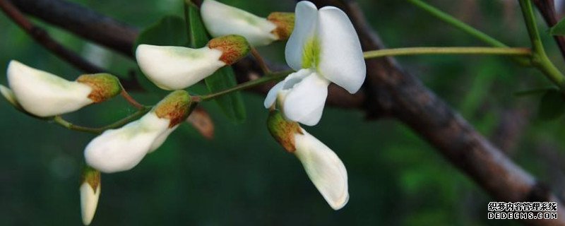 香花槐的育苗方法