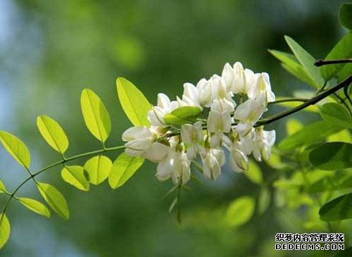 香花槐的育苗方法
