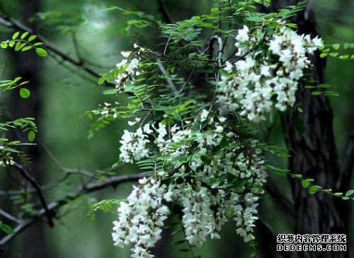 香花槐的育苗方法