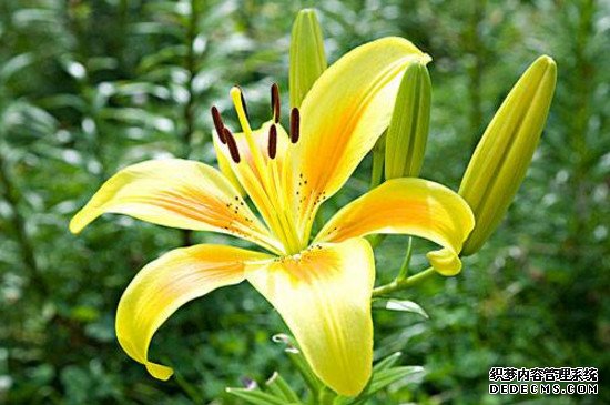 百合怎么打顶