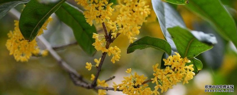 桂花树怎么养殖
