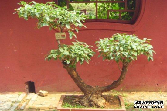 桂花树怎么养殖