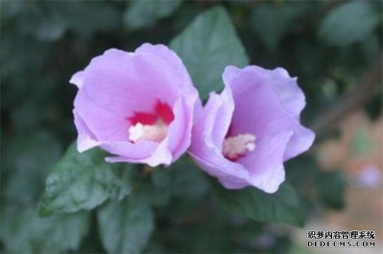木槿花怎么吃，盘点四种常见的吃法
