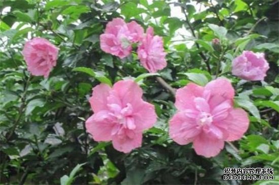 木槿花怎么吃，盘点四种常见的吃法