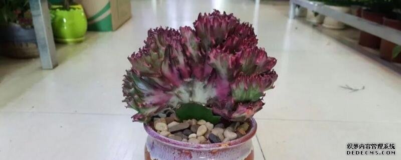 龙骨冬天落叶怎么回事