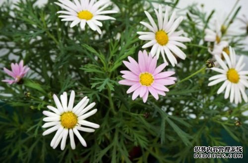 玛格丽特花是多年生吗，属多年生长草本植物