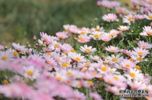 玛格丽特花是多年生吗，属多年生长草本植物