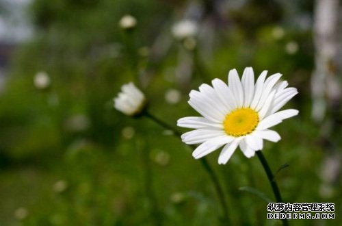 玛格丽特花是多年生吗，属多年生长草本植物