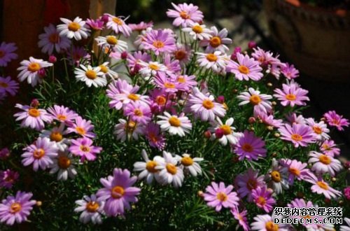 玛格丽特花是多年生吗，属多年生长草本植物