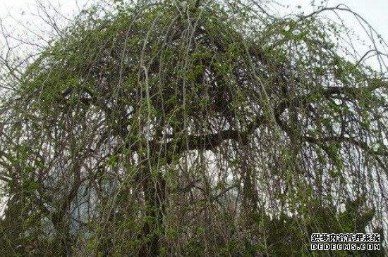 龙爪槐怎么繁殖