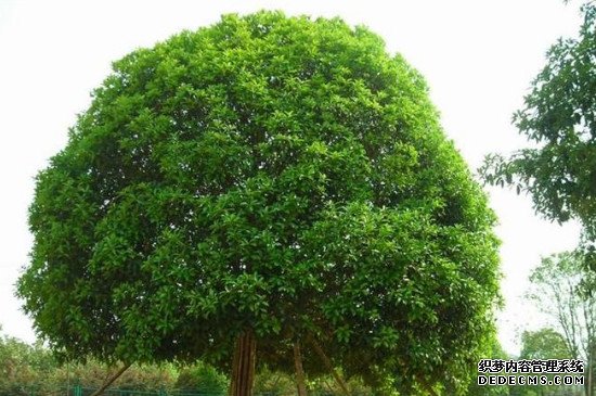 桂花树出现大量枯枝怎么办
