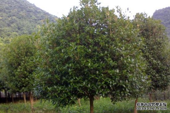 桂花树出现大量枯枝怎么办