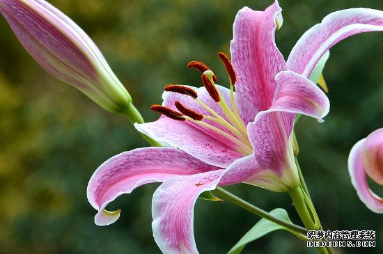 罗宾百合花香吗