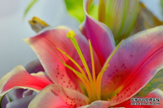 罗宾百合花香吗