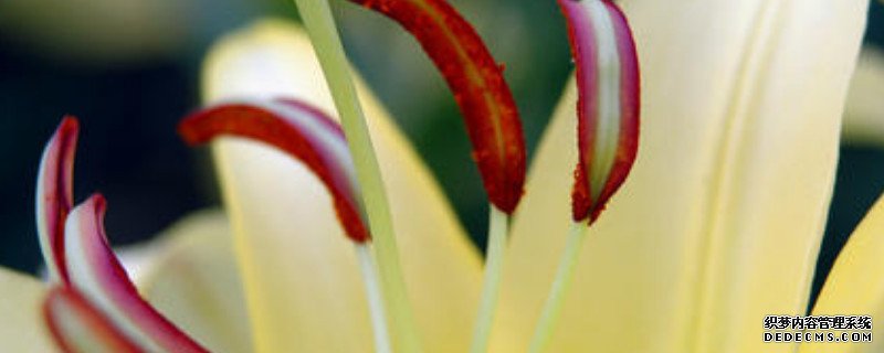 百合花蕊揪掉的原因及方法
