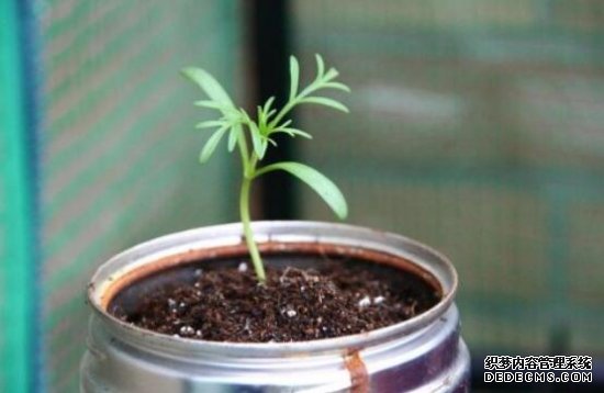 格桑花什么时候播种，格桑花播种到开花多久