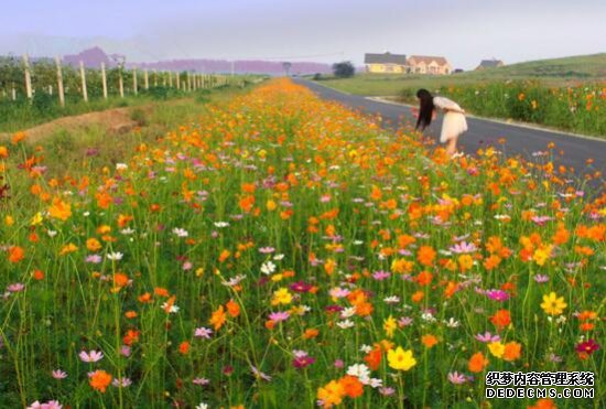 格桑花什么时候播种，格桑花播种到开花多久