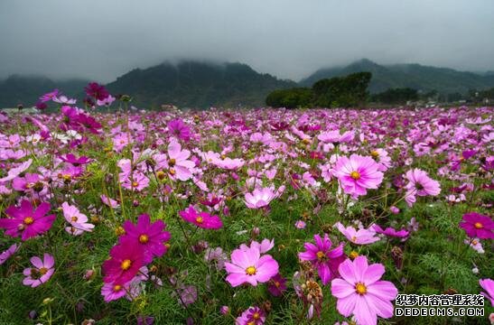 格桑花什么时候播种，格桑花播种到开花多久
