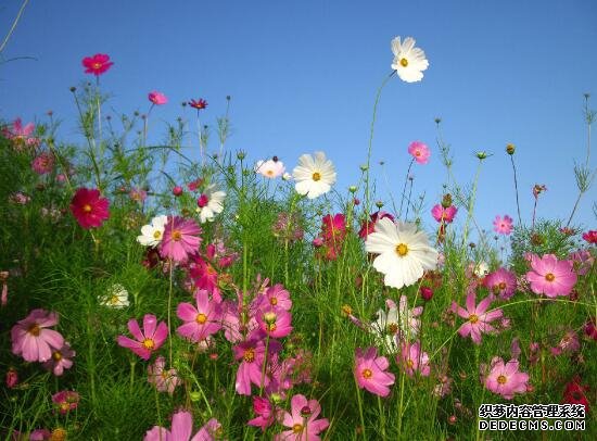 格桑花什么时候播种，格桑花播种到开花多久