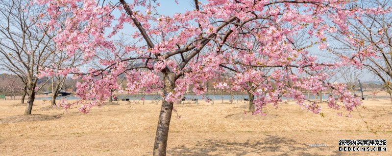河津樱的生长速度